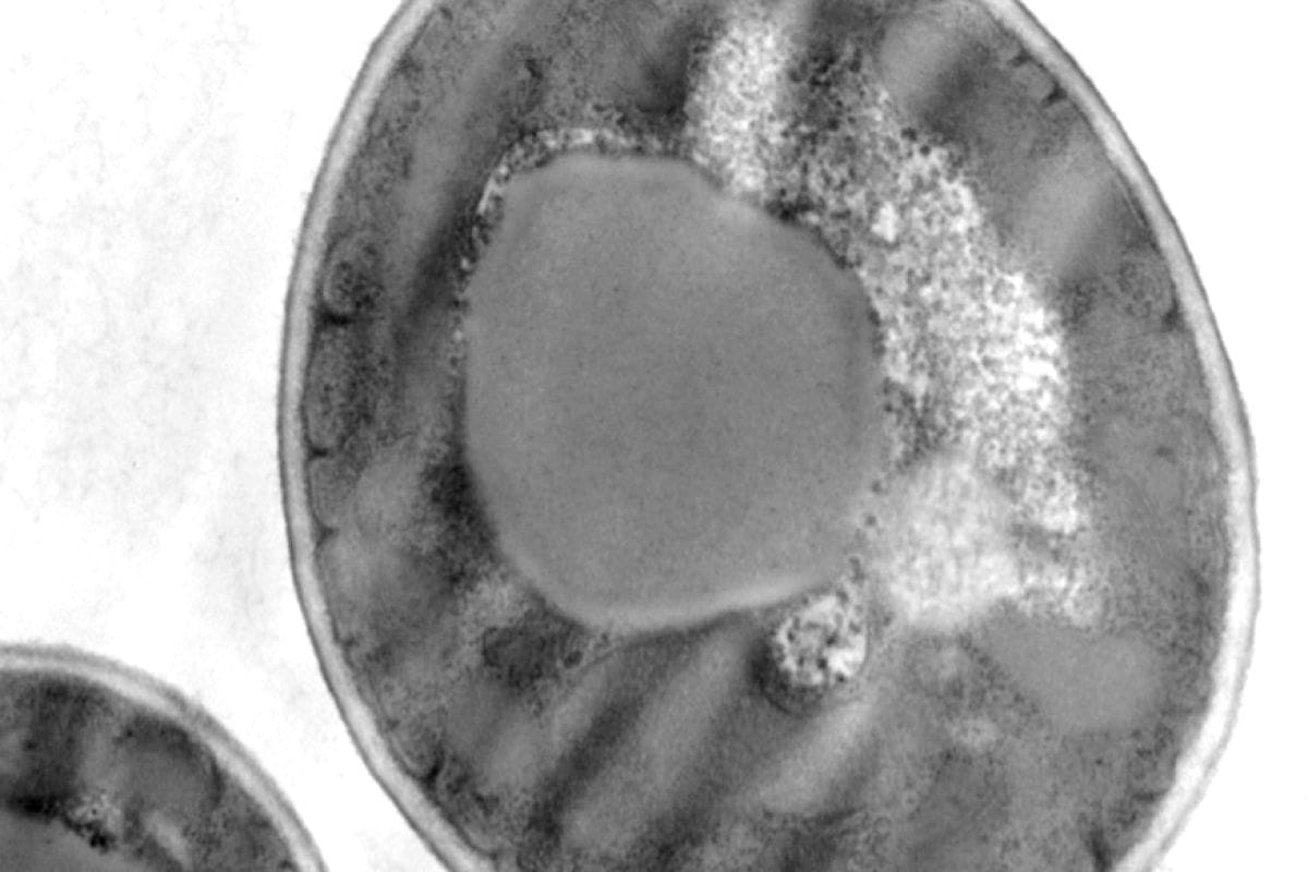 levure2-1-2 levure2-1-2